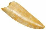 Raptor Premaxillary Tooth - Real Dinosaur Tooth #364848-1